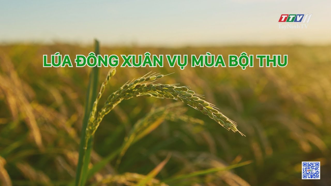 Lúa Đông Xuân vụ mùa bội thu | Nông nghiệp Tây Ninh | TayNinhTV